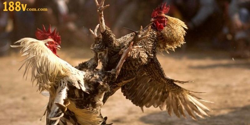 Trải nghiệm đặt cược trong đá gà nhà cái