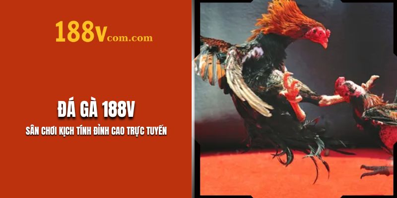 Đá Gà 188V – Sân Chơi Kịch Tính Đỉnh Cao